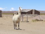 La Puna Santa Catalina lama devant son habitation