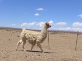 La Puna Santa Catalina un lama le long de la piste  