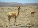 La Puna Santa Catalina vigognes sur la piste