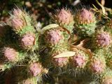 La Quebrada et Tilcara jardin botanique du Pucara cactus en fleurs