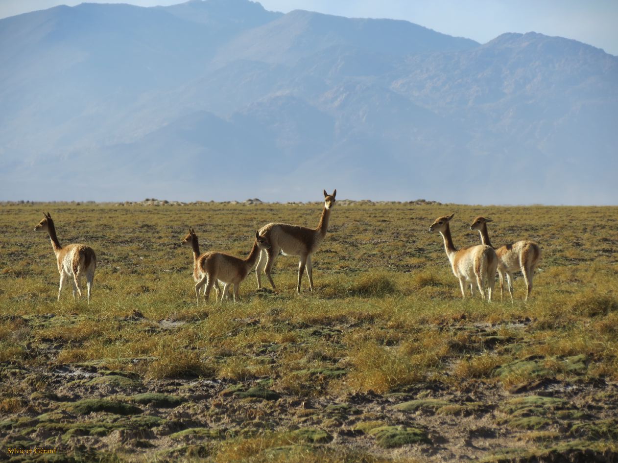 051 Salinas Grande troupeau de vigognes