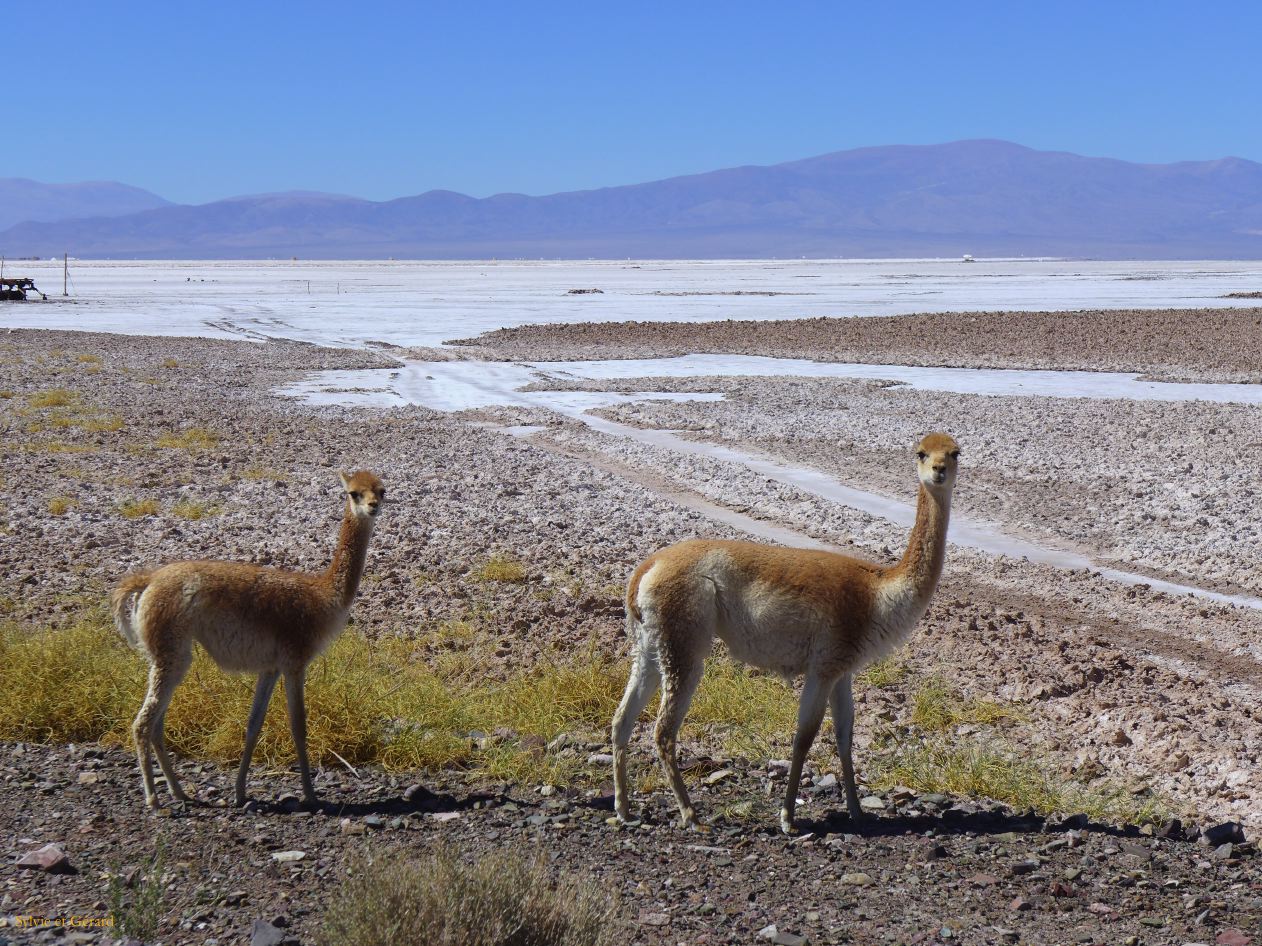 062 Salinas Grande troupeau de vigognes