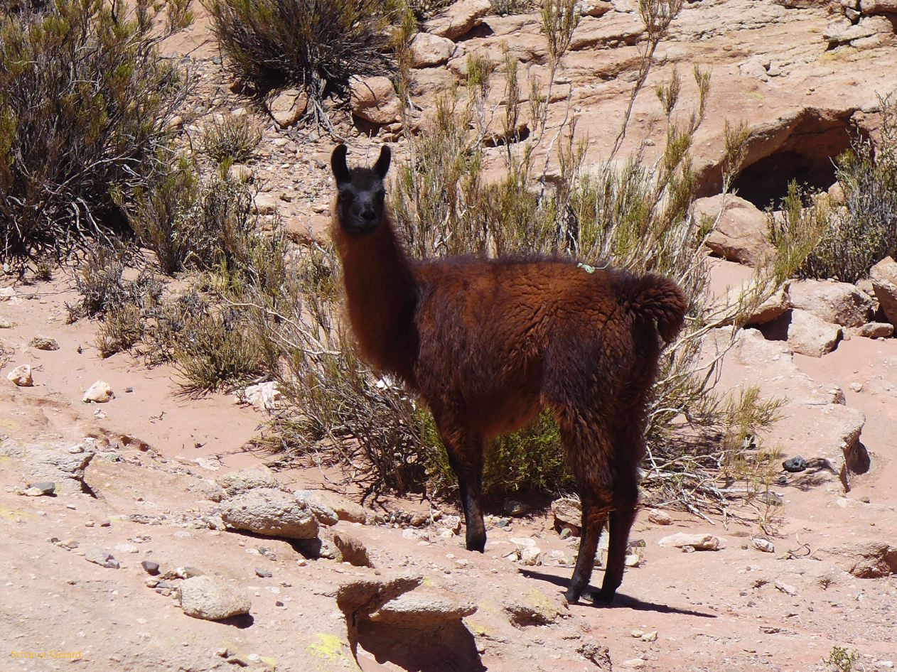 081 Susques canyon aux lamas