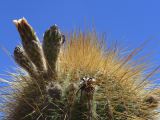 004 Quebrada cactus en fleurs