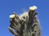 005 Quebrada cactus en fleurs