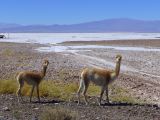 062 Salinas Grande troupeau de vigognes