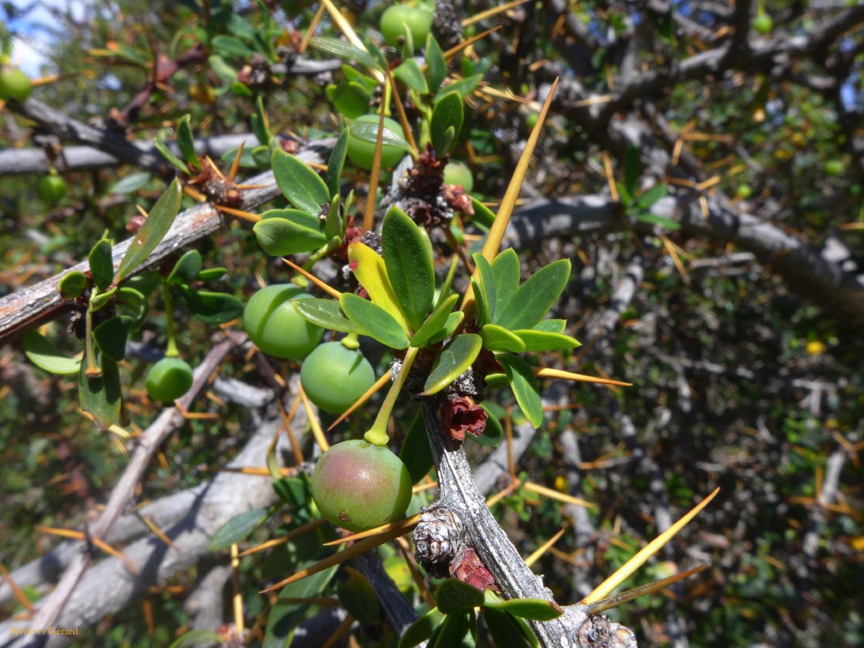 097 Parc Torres del Paine lac Pehoe