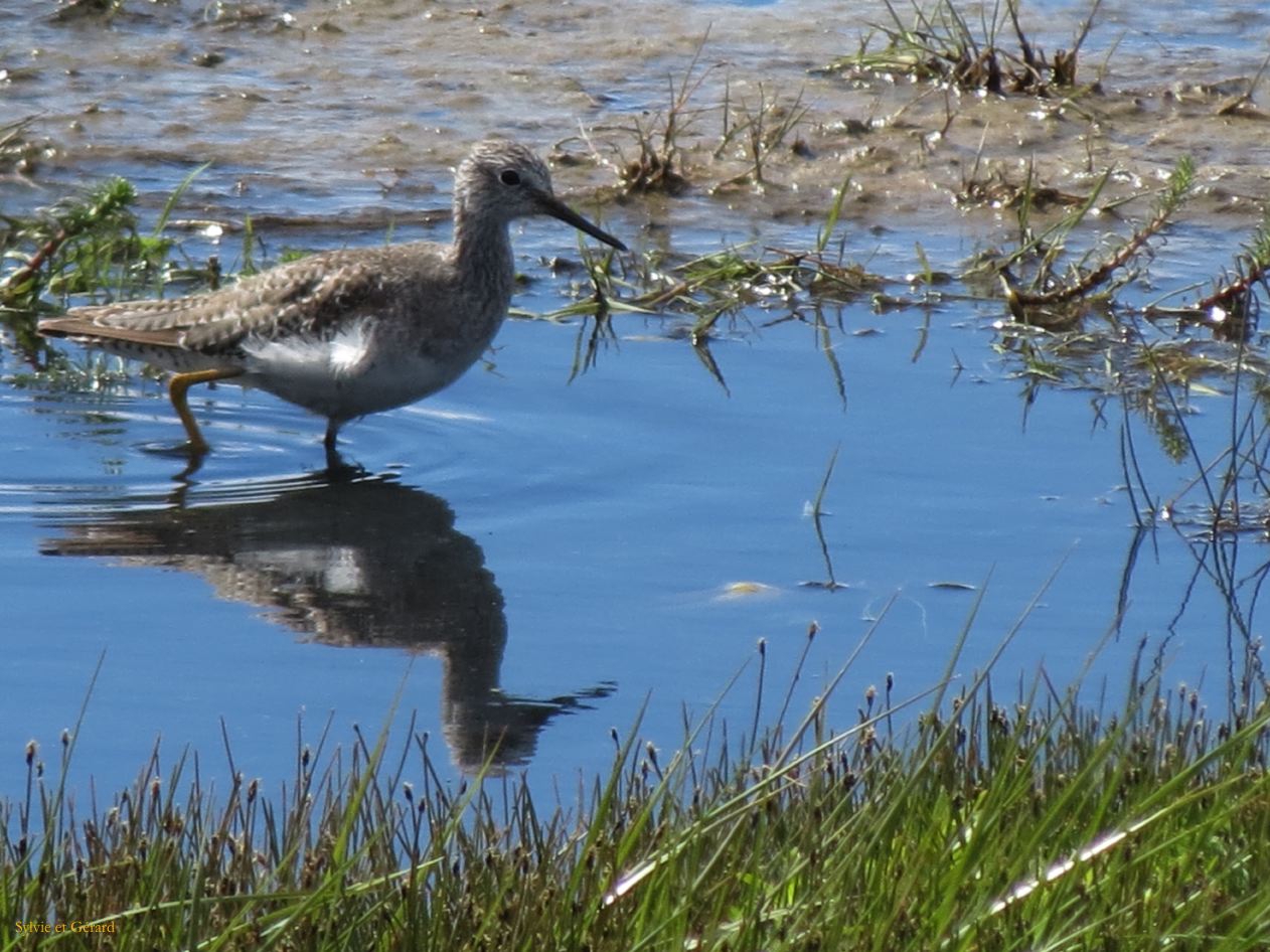 013 El Calafate au bord du Lago Argentino