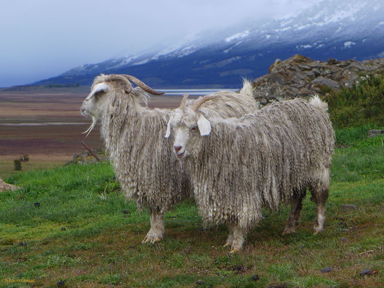 023 El Calafate en chemin vers le Perito Moreno