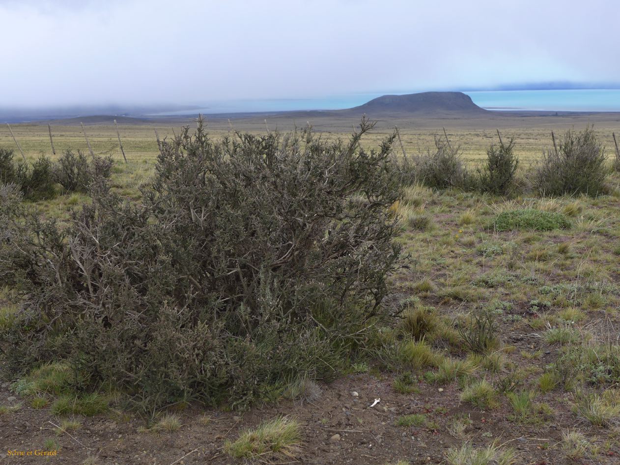 025 El Calafate en chemin vers le Perito Moreno