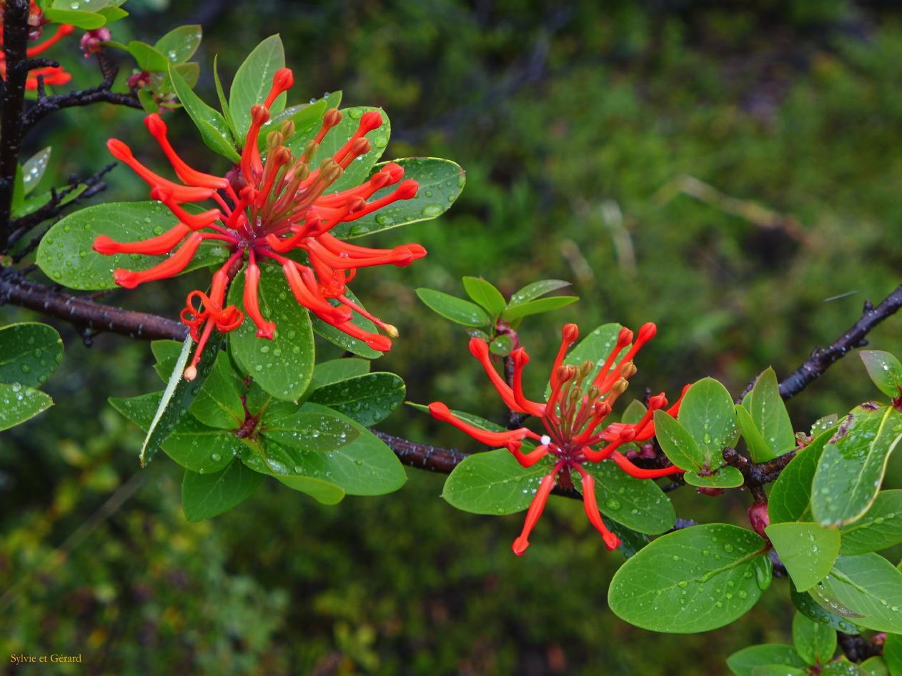 030 El Calafate le Perito Moreno