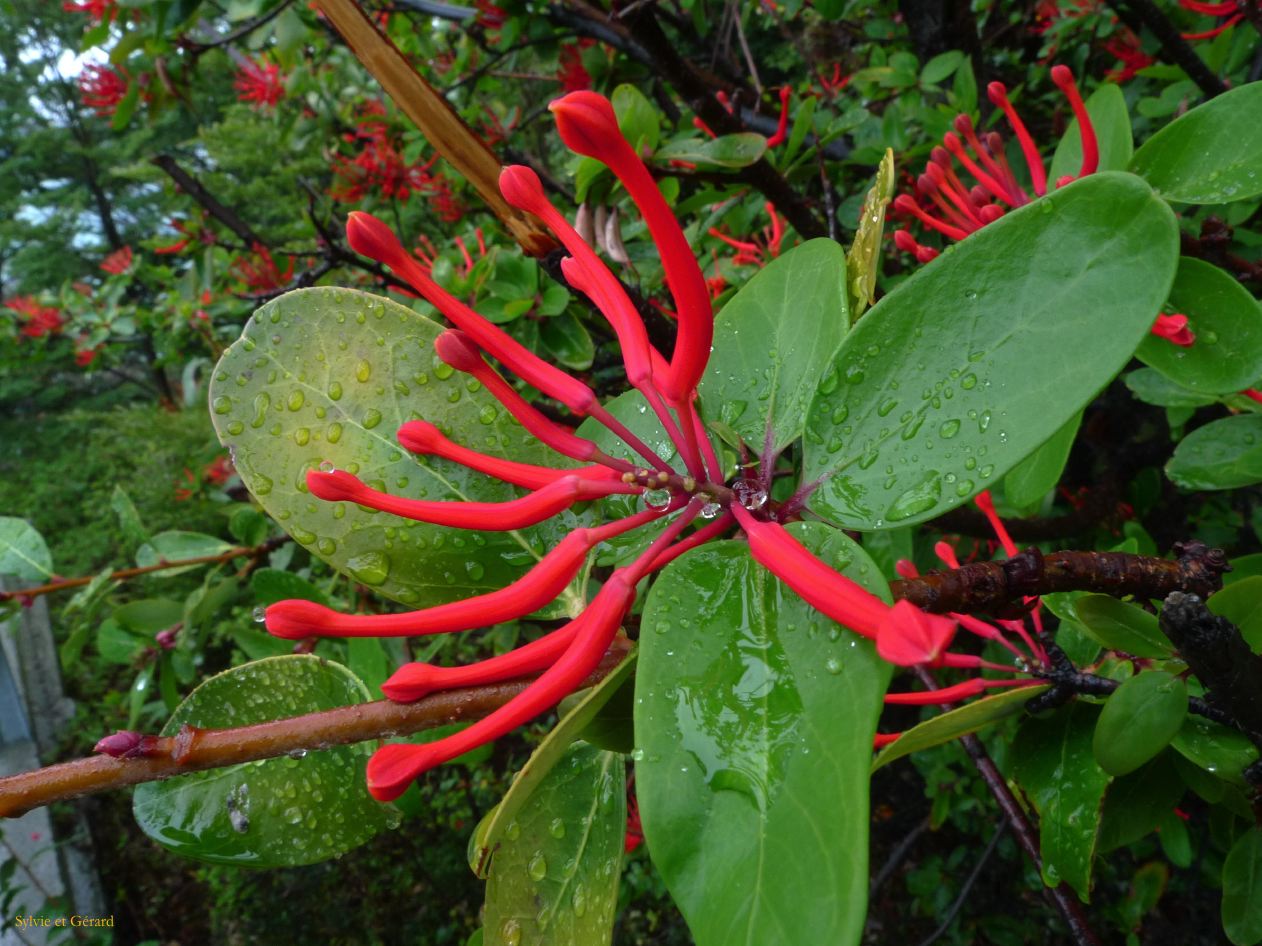 035 El Calafate le Perito Moreno