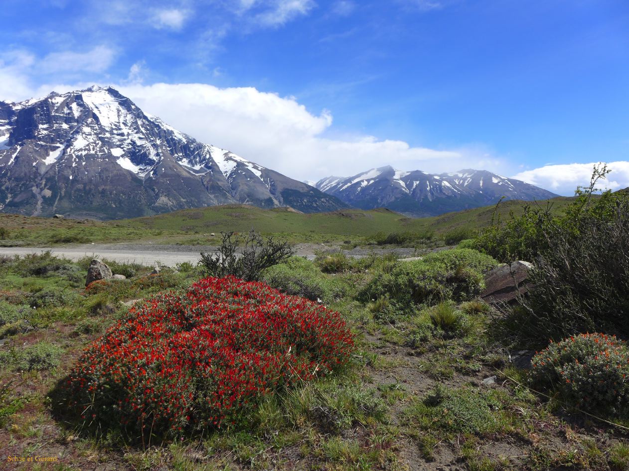 085 Parc Torres del Paine neneo macho rouge en fleurs