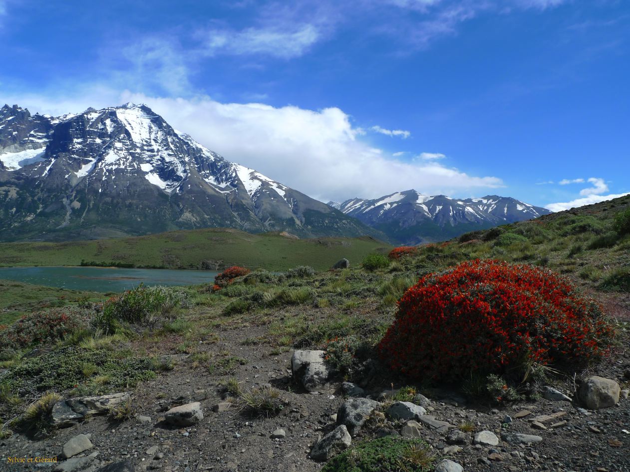 086 Parc Torres del Paine neneo macho rouge en fleurs