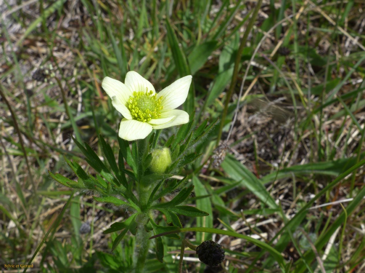 096 Parc Torres del Paine lac Pehoe