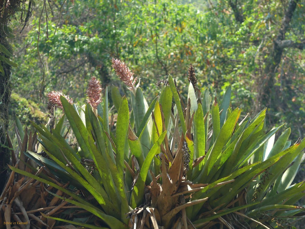 Argentine Nord Puna de Salta à Jujuy par la Corniche  054