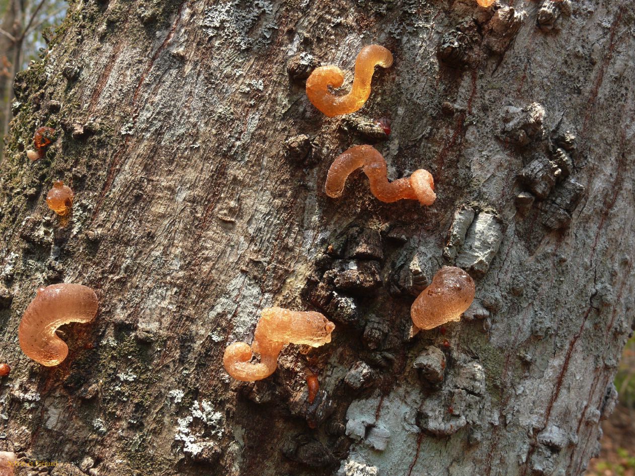 Argentine Nord Puna Yungas  009 ambre résine