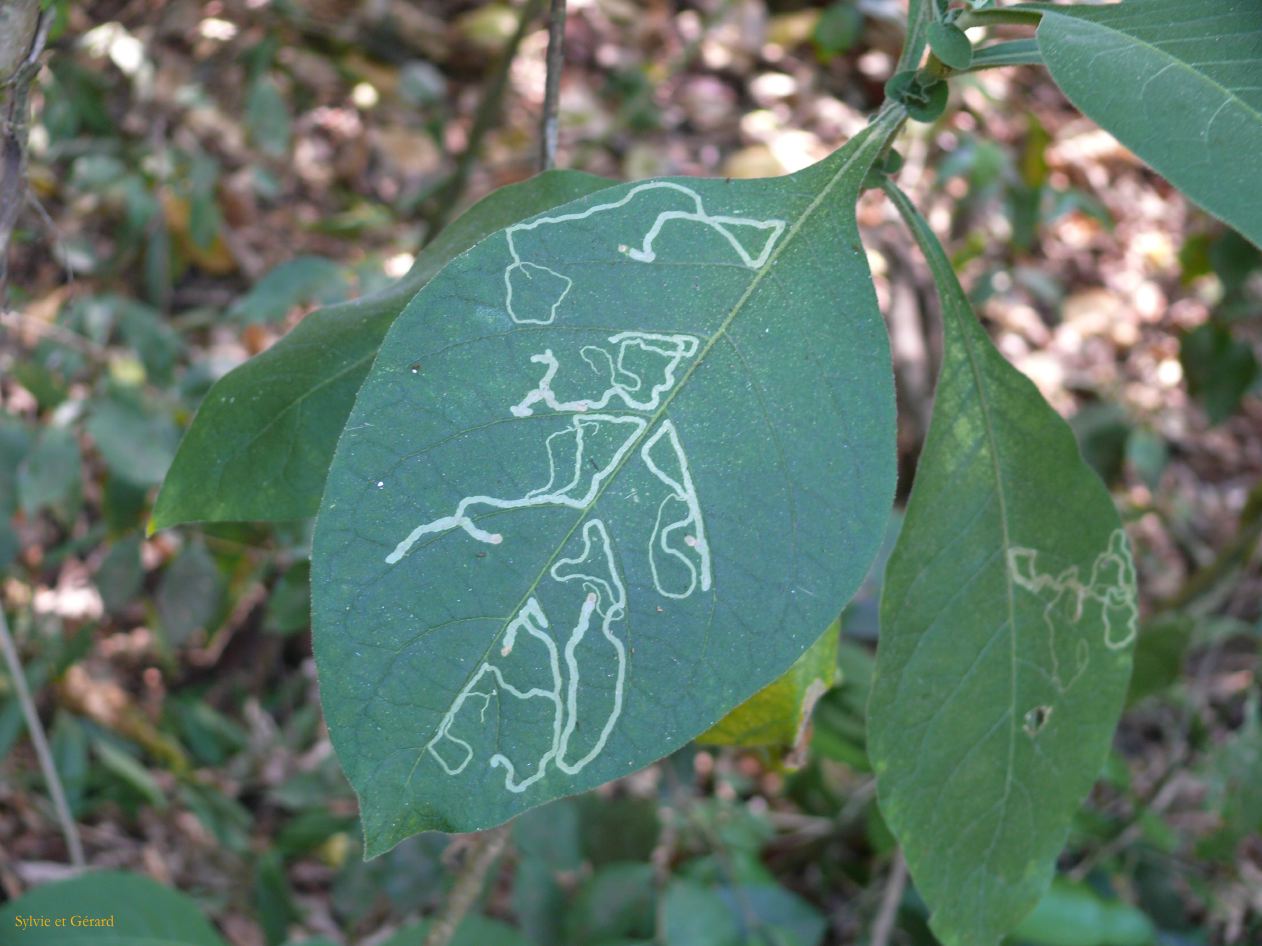 Argentine Nord Puna Yungas  026