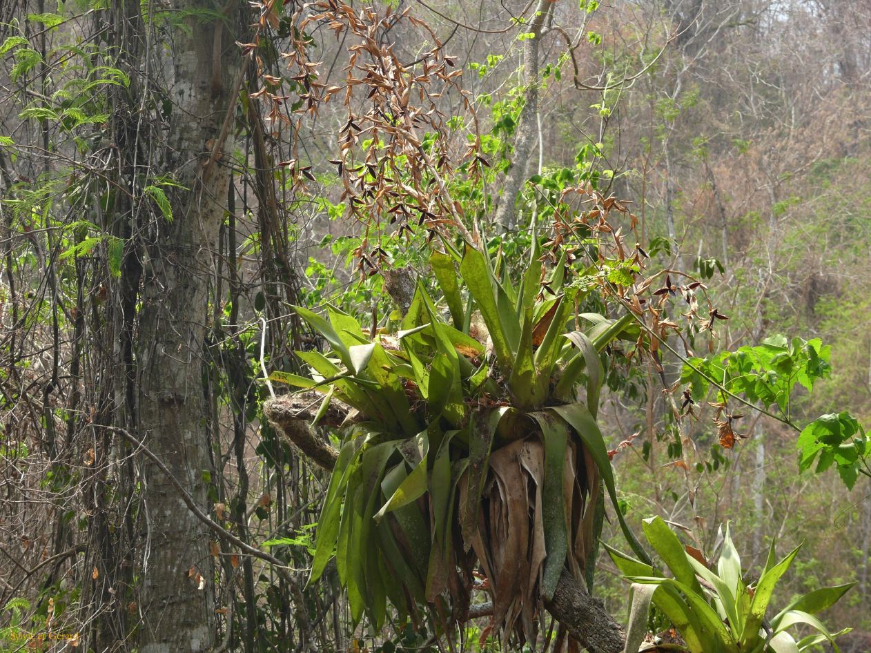 Argentine Nord Puna Yungas  047 orchidées