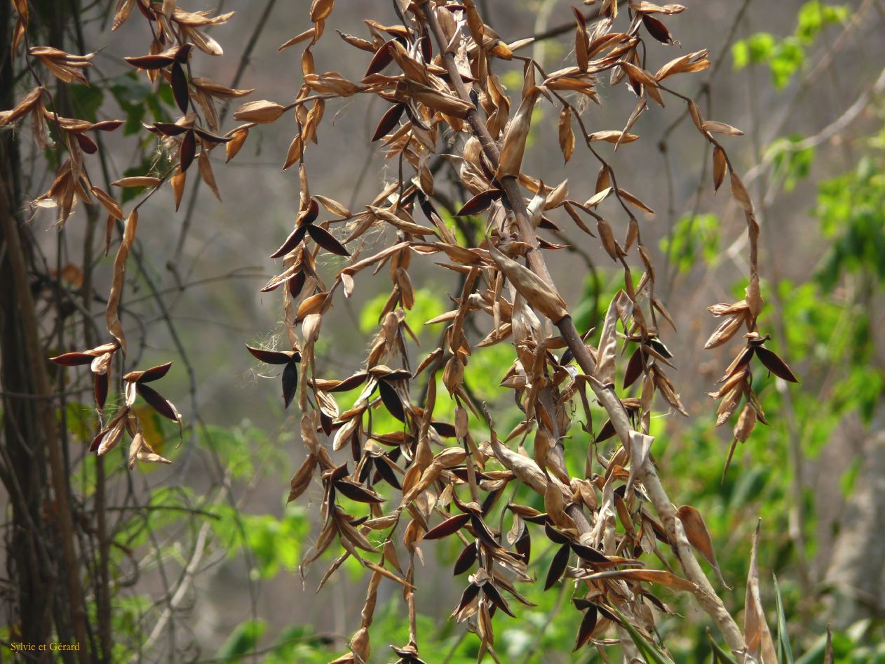 Argentine Nord Puna Yungas  048