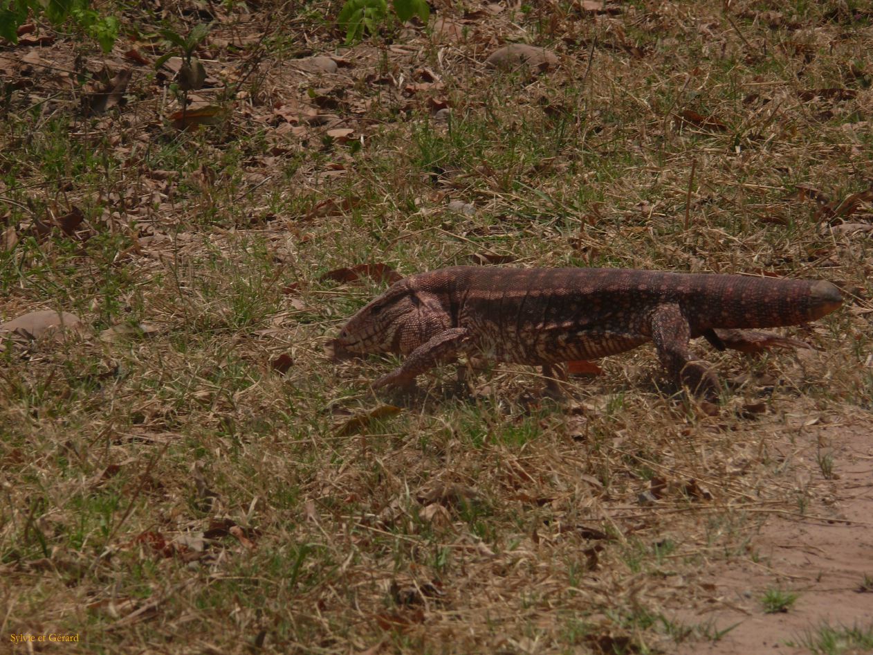 Argentine Nord Puna Yungas  052