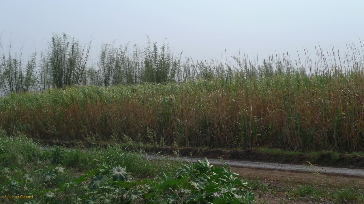 Argentine Nord Puna Yungas  074 canne à sucre