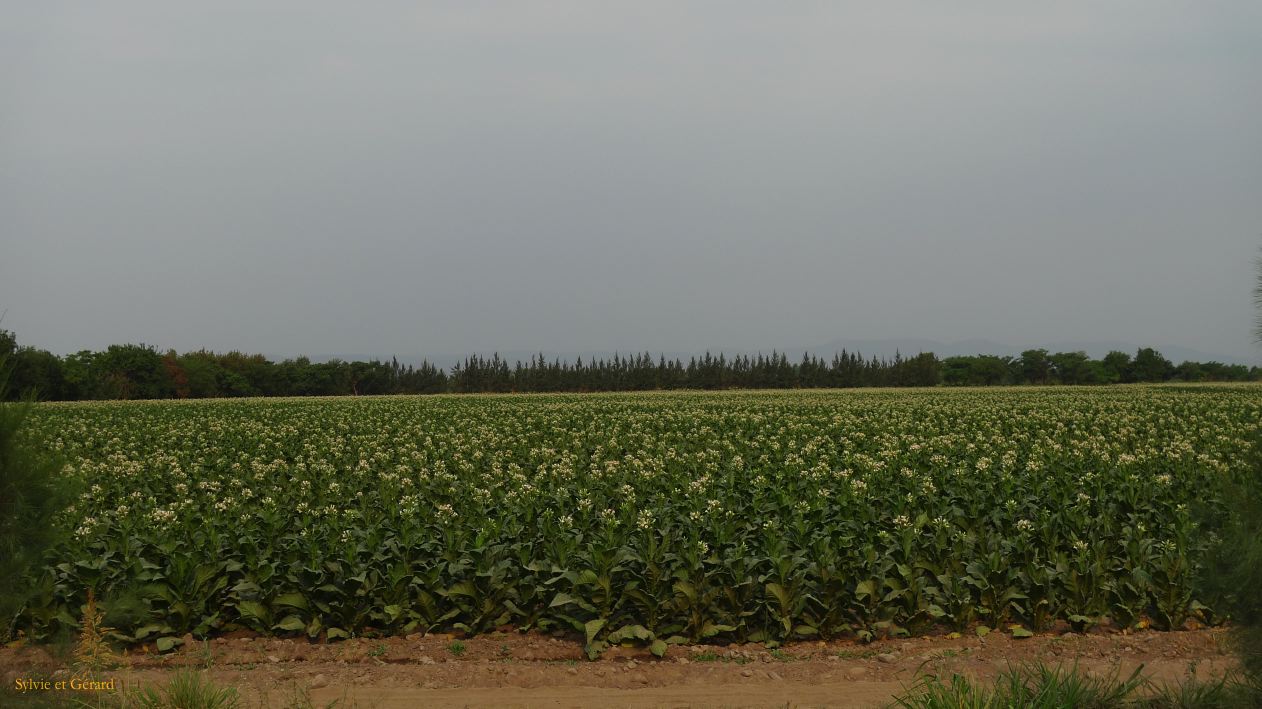 Argentine Nord Puna Yungas  095