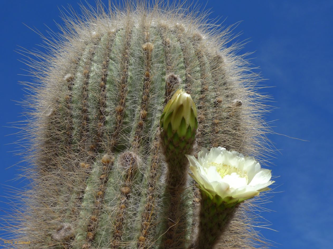 Argentine Nord Puna la route de Susques au départ de Pumamarca  066