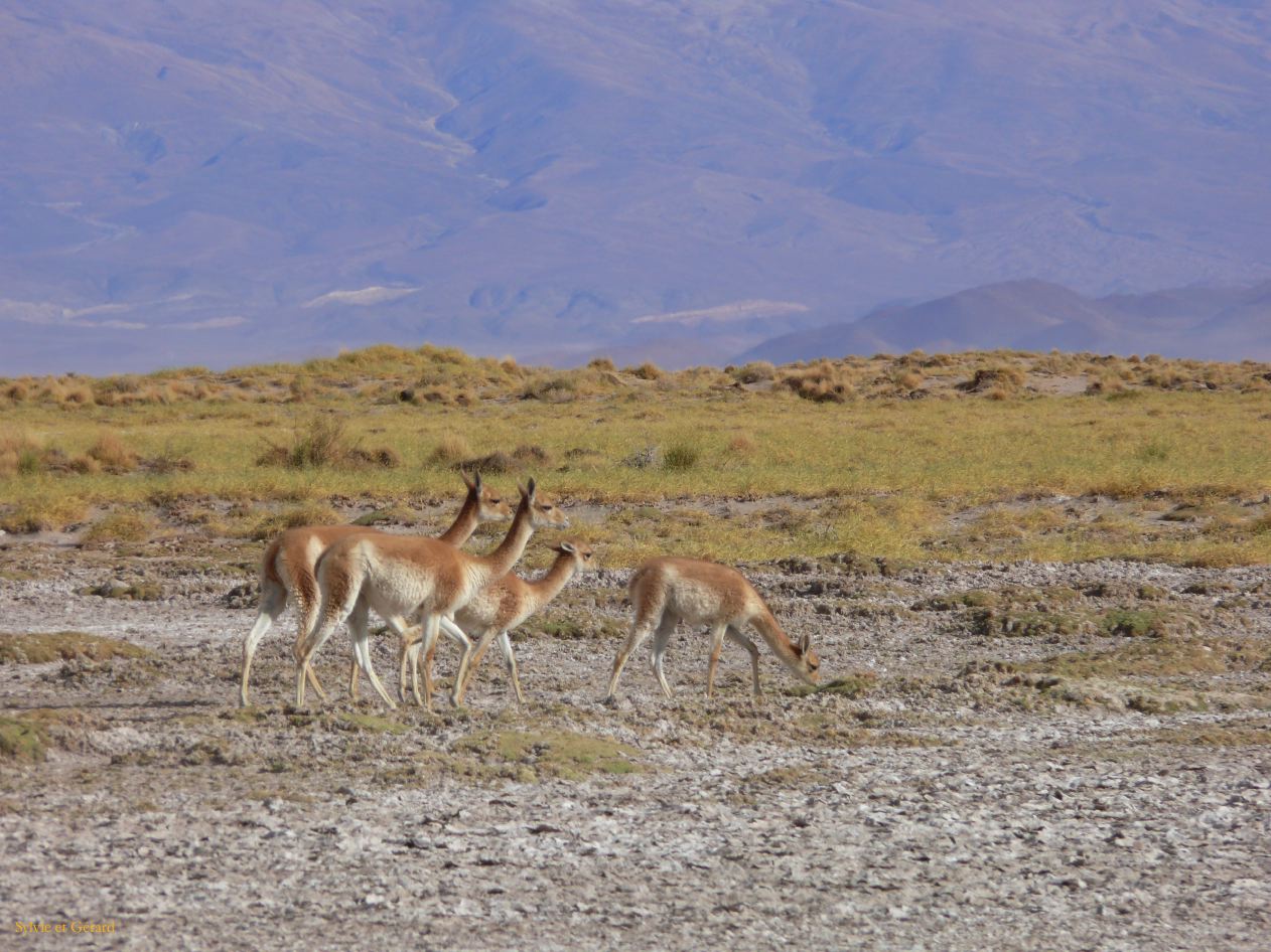 Argentine Nord Puna la route de Susques traversée des Salinas Grande  157 vigognes
