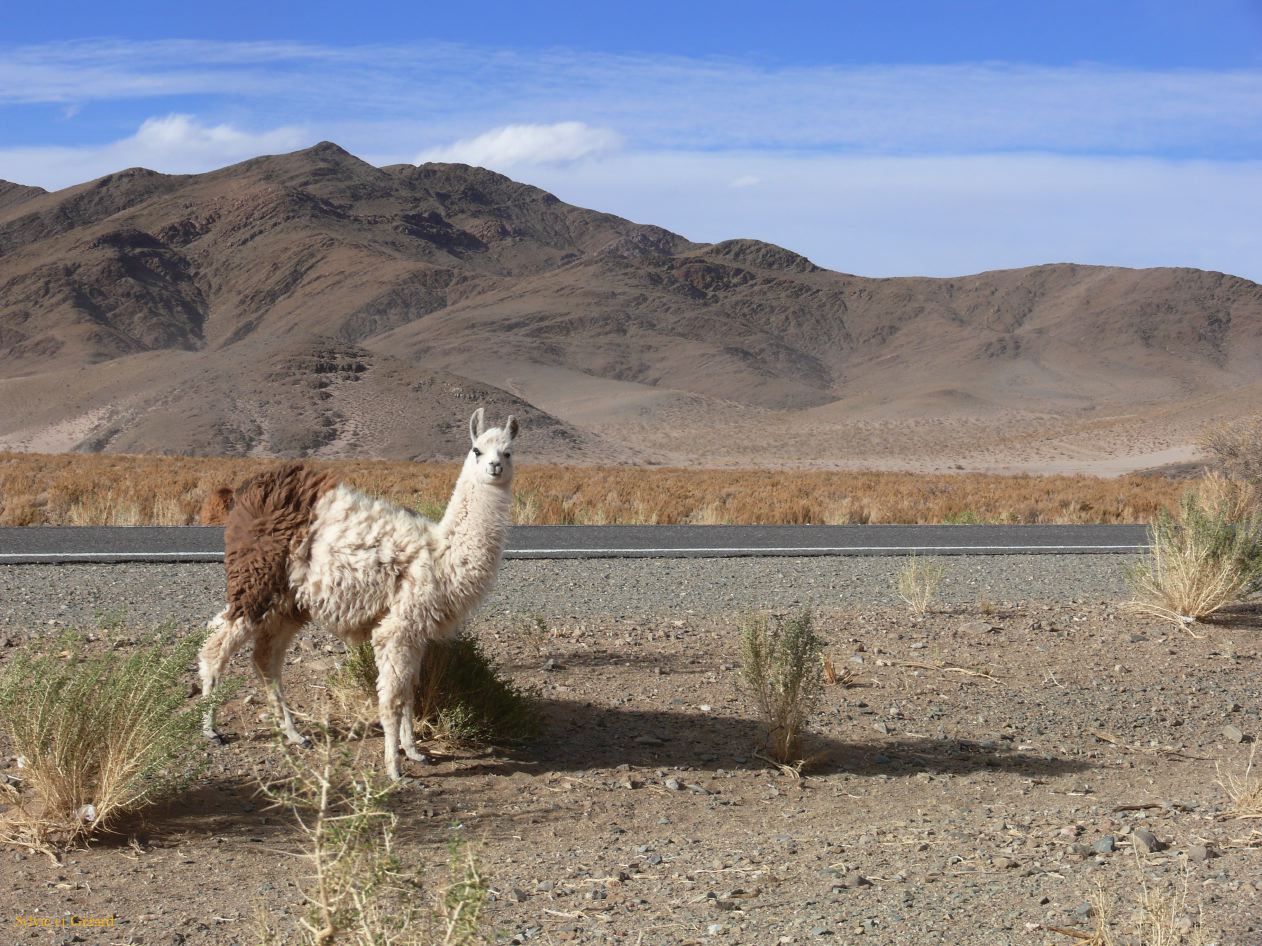 Argentine Nord Puna la route de Susques traversée des Salinas Grande  177 lama
