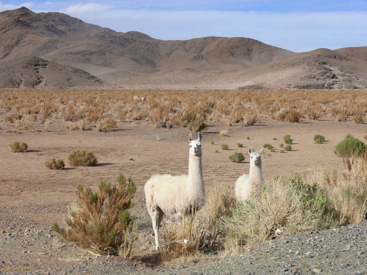 Argentine Nord Puna la route de Susques traversée des Salinas Grande  183