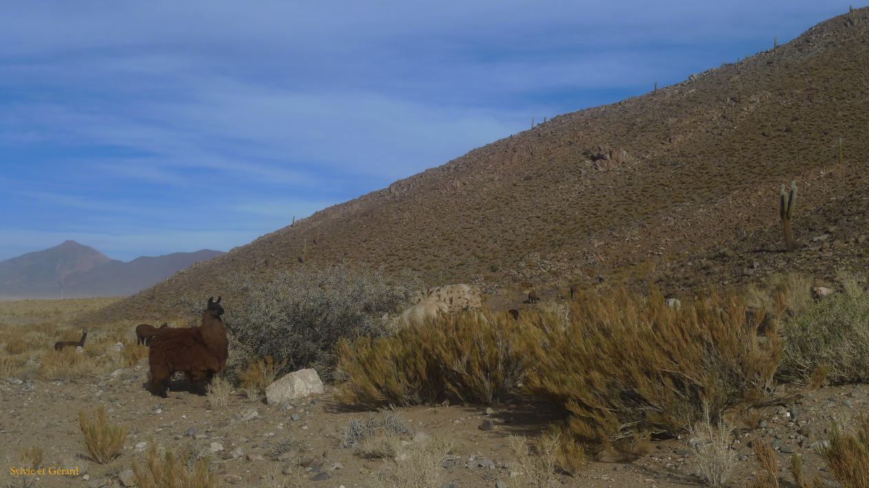 Argentine Nord Puna la route de Susques traversée des Salinas Grande  192