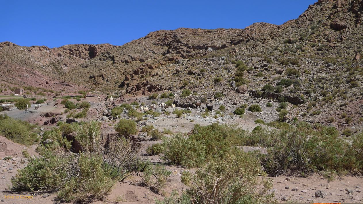 Argentine Nord Puna Susques à San Juan la piste  062