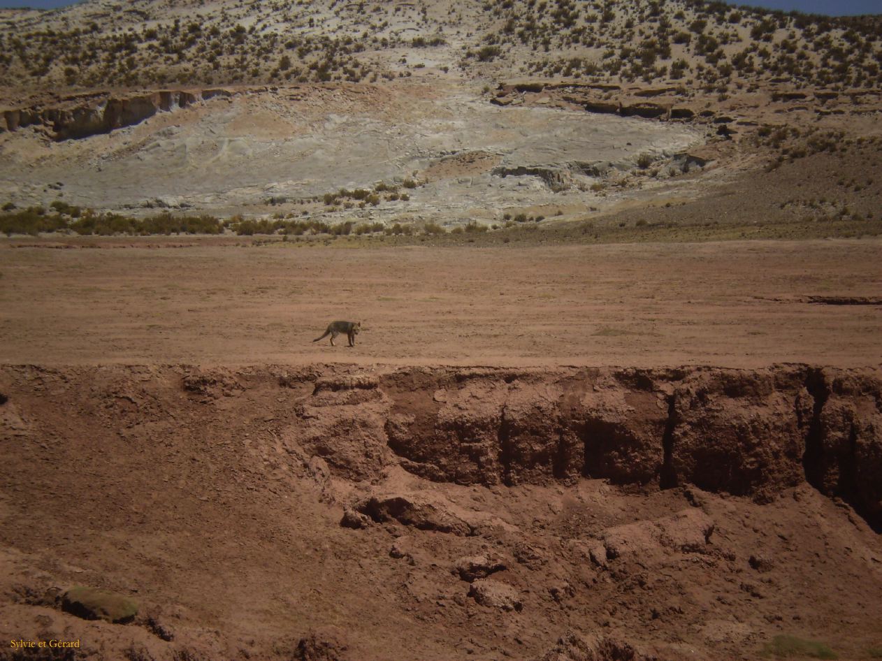 Argentine Nord Puna Susques vers San Antonio de Los Andes  196 el zorro