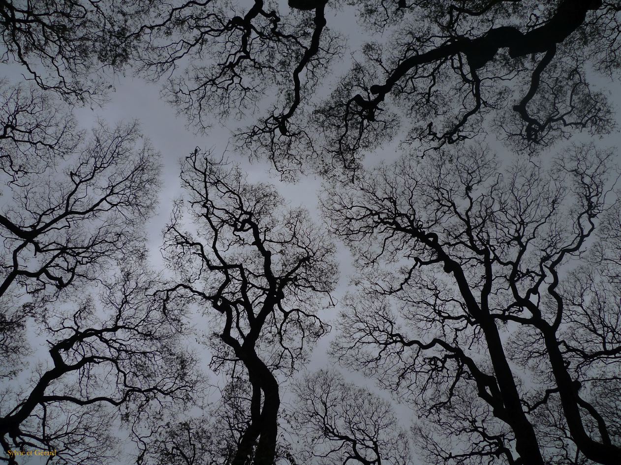 Argentine 2009 Buenos Aires Au Parc St Martin  005