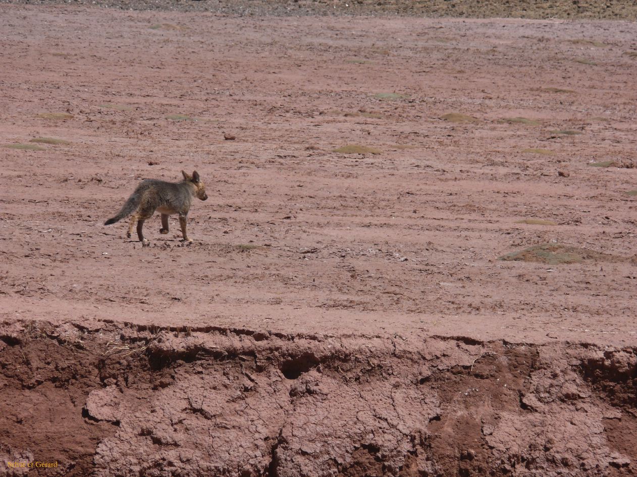 Argentine Nord Puna Susques vers San Antonio de Los Andes  197 el zorro