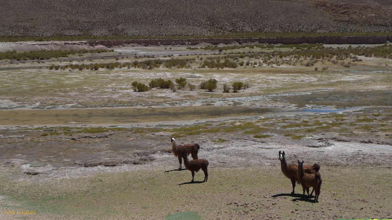 Argentine Nord Puna Susques vers San Antonio de Los Andes  209 lamas