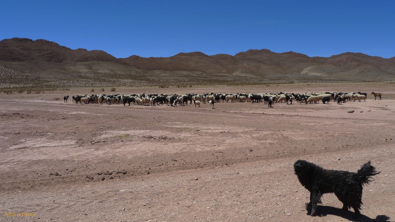 Argentine Nord Puna Susques vers San Antonio de Los Andes  215 chien de berger et son troupeau