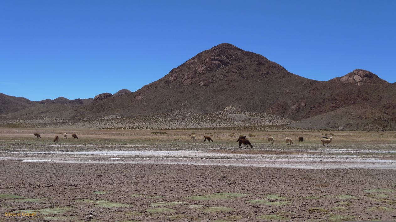 Argentine Nord Puna Susques vers San Antonio de Los Andes  218