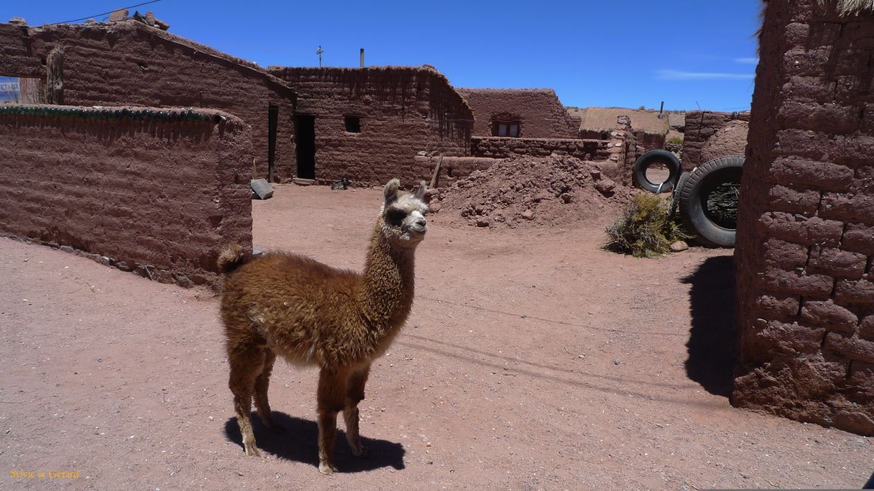 Argentine Nord Puna Susques Ecole de Puesto Sey  002 le curieux bébé lama