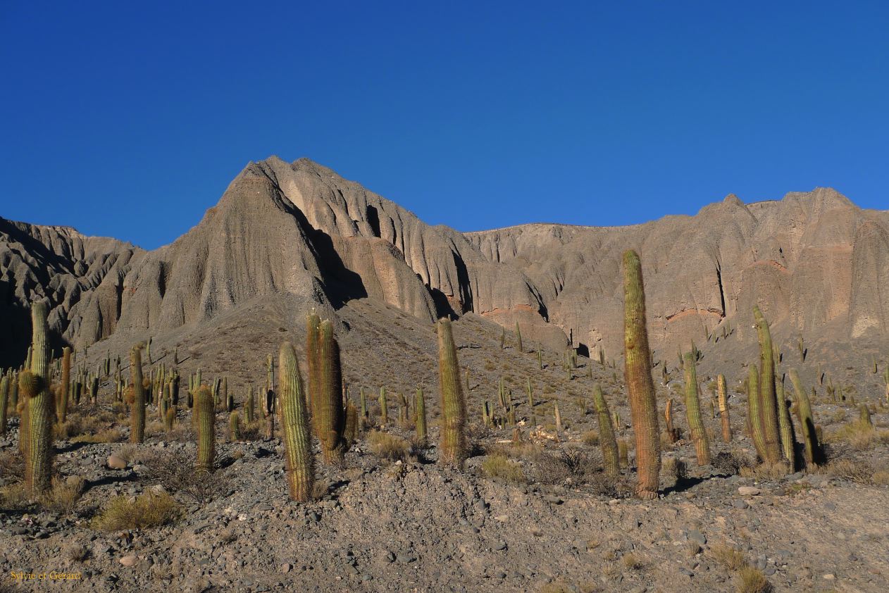 Argentine Nord Puna vers la Quebrada del Toro à partir de San Antonio de Los Andes  084