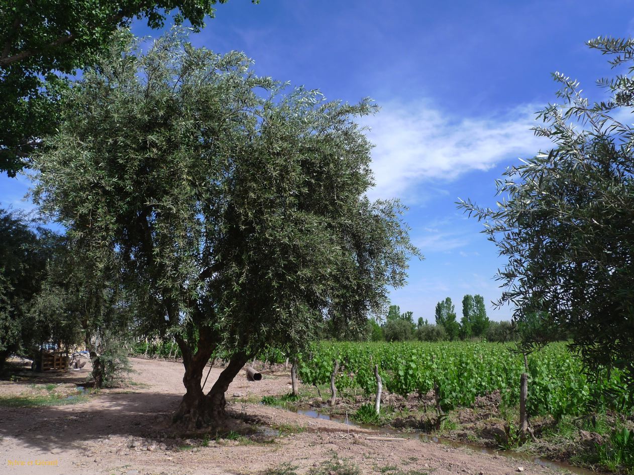 Argentine 2009 Nord Mendoza Bodega bio Cecchin  003