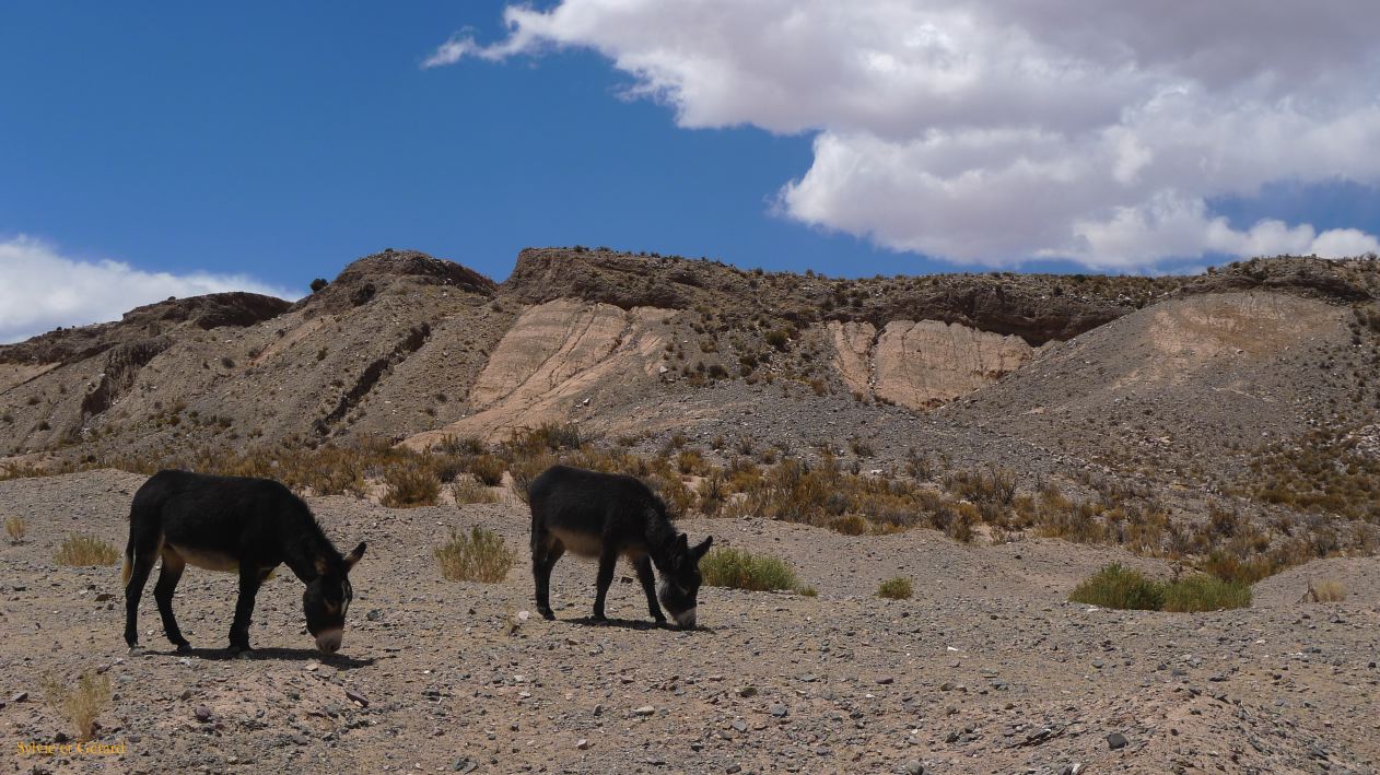 Argentine Nord Puna la route de Susques traversée des Salinas Grande  007