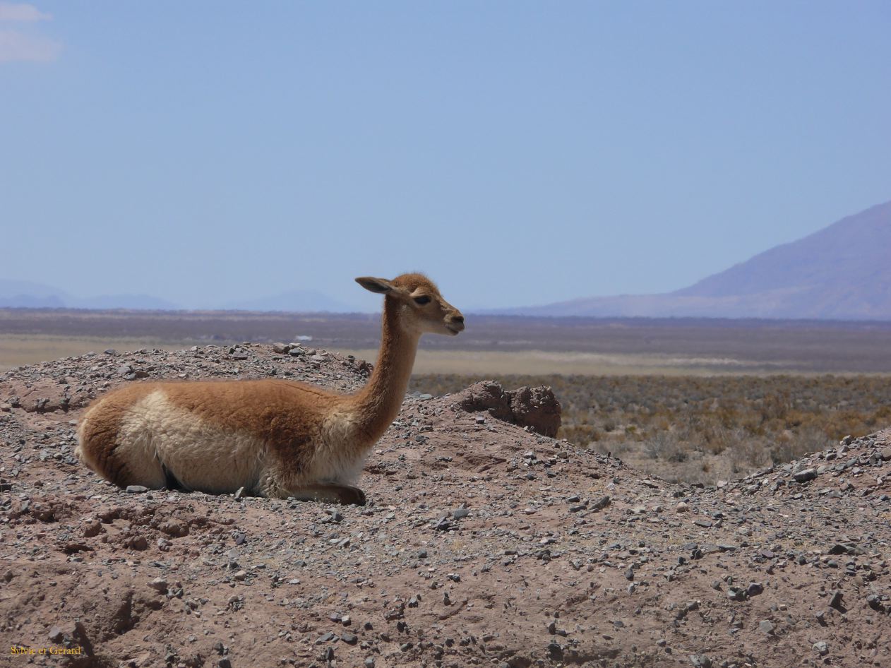 Argentine Nord Puna la route de Susques traversée des Salinas Grande  017 vigogne