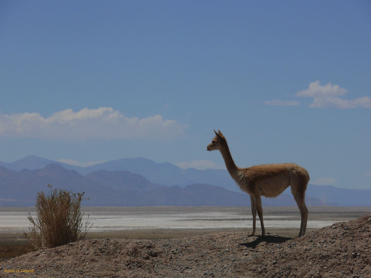 Argentine Nord Puna la route de Susques traversée des Salinas Grande  026 vigogne