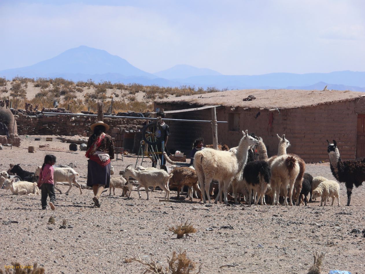 Argentine Nord Puna la route de Susques traversée des Salinas Grande  099 retour du troupeau