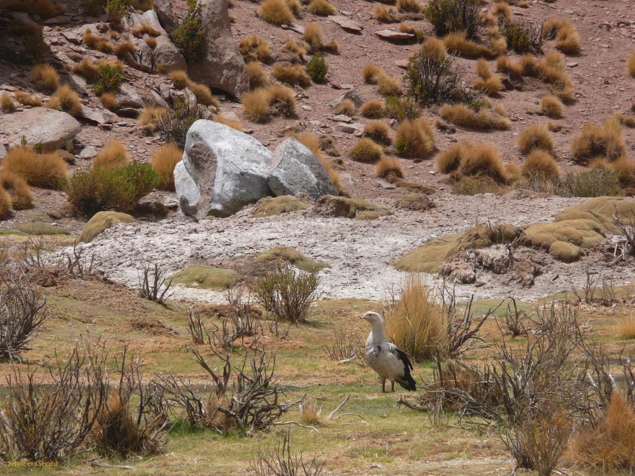 Argentine Nord Puna Susques vers San Antonio de Los Andes  061