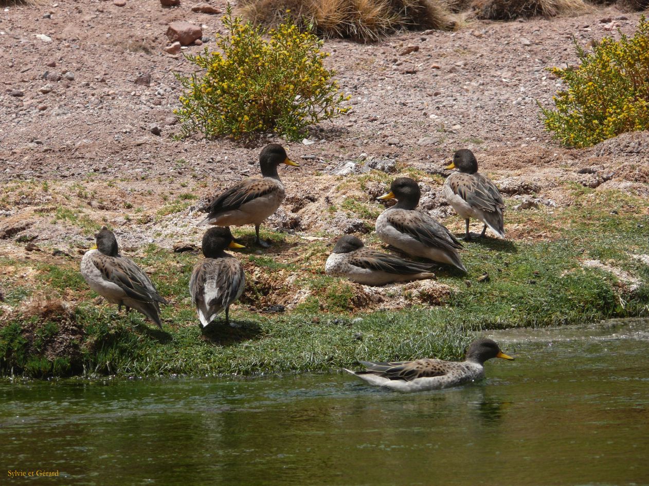 Argentine Nord Puna Susques vers San Antonio de Los Andes  081
