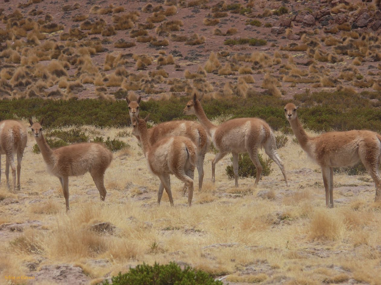 Argentine Nord Puna Susques vers San Antonio de Los Andes  114 vigognes