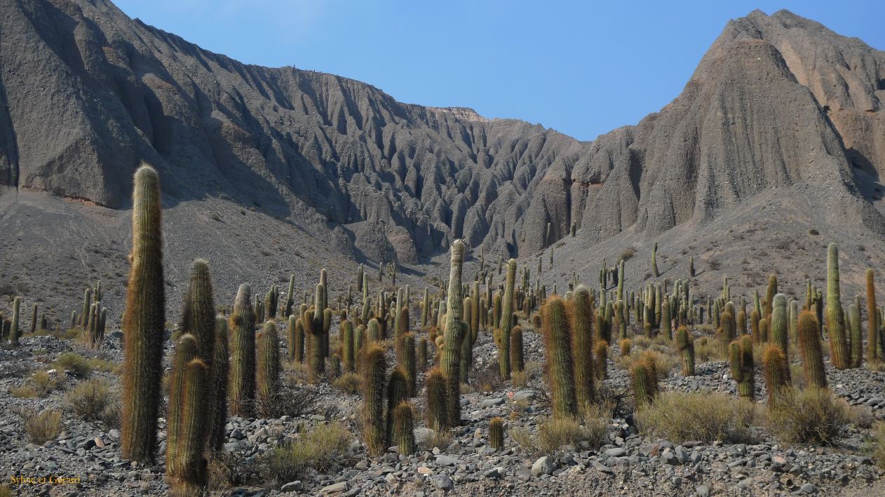 Argentine Nord Puna vers la Quebrada del Toro à partir de San Antonio de Los Andes  025